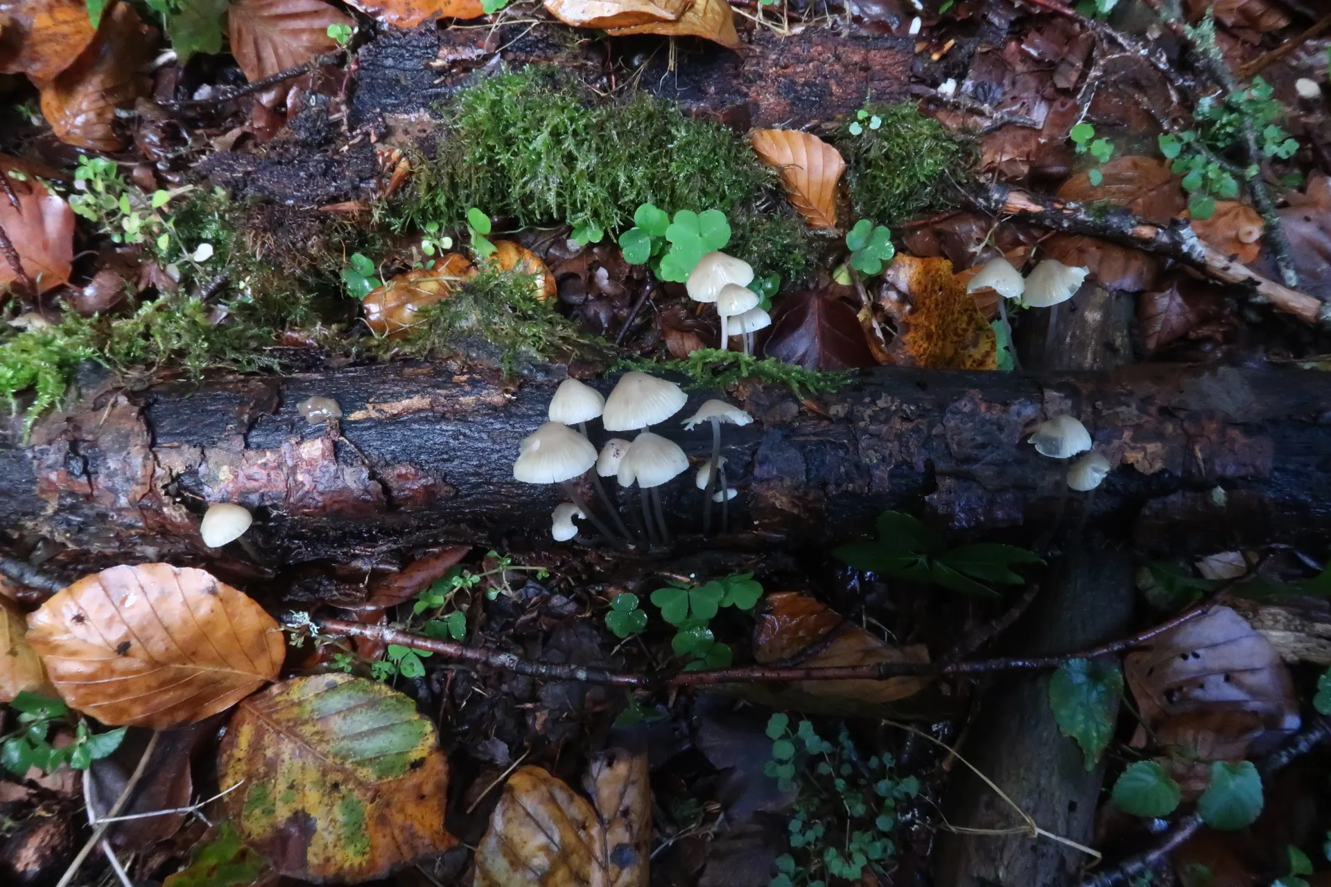 Mycena arcangeliana - 1 - IMG_3958